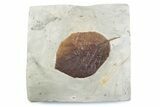 Paleocene Fossil Leaf (Nyssa) - Montana #378419-1